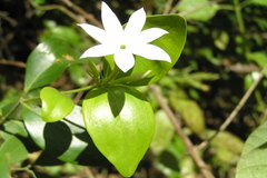 Jasminum cuspidatum
